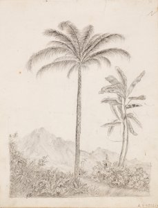 Palmer av Victoria Åberg