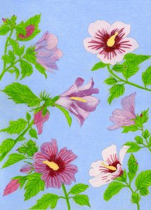Blommande hibiskusblommor