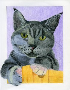 Den nyfikna grå katten kikar