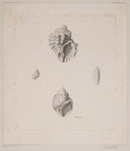Eldkonkylier av Vilhelm Kyhn