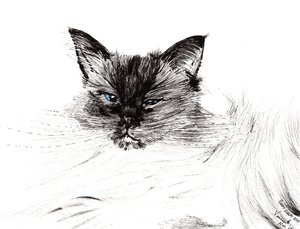 Sleepy eye, 2015, (bläck på papper) av Vincent Alexander Booth