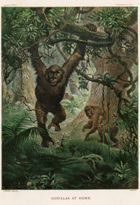 Gorillor hemma