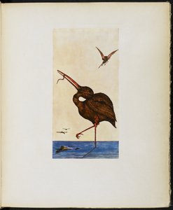 The Brown Willy, från "The Google Book" av Vincent Cartwright Vickers av Vincent Cartwright Vickers