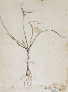 Blomma och lök, Wichita Mts. 13 april 1869, 1869 (akvarell och penna)