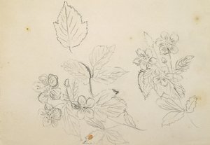 Recto: Blomsterstudie, 1869-1871 av Vincent Colyer