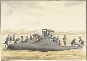 Kaskelot spolades upp på stranden mellan Zandvoort och Wijk aan Zee, 20 februari 1762, sedd bakifrån