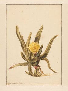 Isört med gula blommor (titel på objekt)