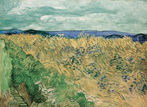 Wheatfield med blåklint