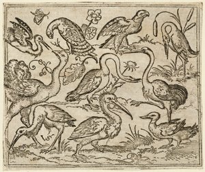Struts på vänster sida med nio andra fåglar, inklusive en häger och en pelikan..., 1557.