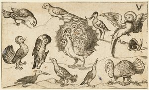 Påfågel i mitten omgiven av nio andra fåglar, inklusive en kalkon och en fjäril..., 1572.