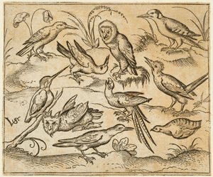 Tio fåglar som sitter på grenar och gräsfläckar, inklusive två ugglor och en fågel..., 1557.