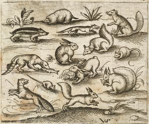 Grupp av små skogsvarelser som äter och springer runt en damm, inklusive en möss, kanin, ekorre, tvättbjörn, skogsklocka, iller, mård och grävling, från Douce Ornament Prints Album I av Virgilius the elder (after) Solis