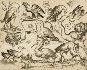 Struts på vänster sida med nio andra fåglar, inklusive en häger och en pelikan, avbildad på minimal mark med fläckar av löv runt några av fåglarna, från Douce Ornament Prints Album I, efter 1557 (gravyr och etsning på lagt papper) av Virgilius the elder (after) Solis
