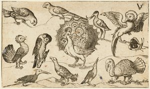 Påfågel i mitten omgiven av nio andra fåglar, inklusive en kalkon, och en fjäril på en minimal mark med en liten gräslapp, från Douce Ornament Prints Album I av Virgilius the elder (after) Solis