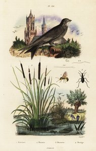 Alpsnurra, bulrus, skalbagge och geting, 1834-1839 (gravyr) av Vittore Pedretti