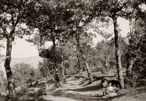 Promenad genom skogen (svart/vitt foto) av Vittorio Alinari
