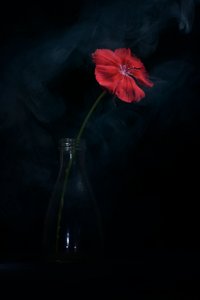Dramatisk röd blomning av Vladimir Pavlovskyy