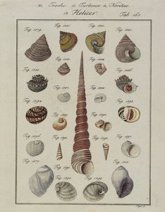 Snäckskal: Trochi, Turbiner, Neritae Helices, från Neues Systematisches Conchylien-Cabinet, 1784 (handfärgad etsning och gravyr) av Vogel