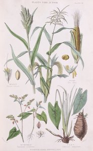 Hirs, majs, bovete och Taro, illustration från A History of the Vegetable Kingdom av William Rhind 1797-1874, 1872 färggravyr av W.H. Fitch
