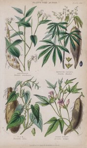Arrowrot; Maniok eller Cassava; Jams; Sötpotatis (färgad gravyr)