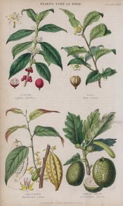 Kaffe; Te; Choklad; Brödfrukt (färgad gravyr)