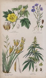 Bomull; Lin; Nya Zeeland lin; Hampa (färgad gravyr)