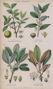 Gamboge; Bensoin; Kautschuk; Gutta Percha (färgad gravyr)