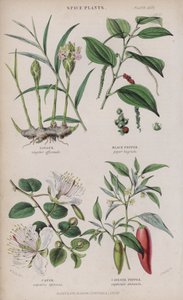 Ingefära; Svartpeppar; Kapris; Cayennepeppar (färgad gravyr)