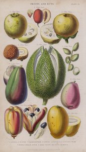 Guava; Jujube; Mangostan; Litchi; Pistagenötter; Avokado päron; Avstånd; malaysiska äpple; Eki Frukt och Nutus; Vill ha (färgad gravyr)