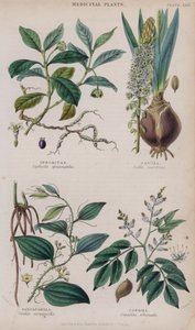 Ipecacuanha; Scilla; Sarsaparill; Copaiba (färgad gravyr)
