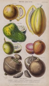 Mammee; Papaw; Sur Sop; Negro Peach; Granadilla; Zabucajo (locket höjt) Frukt och nötter; Paranöt och frukt (färgad gravyr)