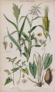 Hirs; Majs; Bovete; Taro (färgad gravyr)