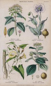 peruansk bark; Opiumvallmo; Scammony; Nux Vomica (färgad gravyr)