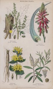 Rabarber; Aloe; Gentiana; Cajeput (färgad gravyr) av W. Fitch