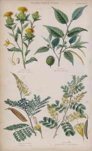Safflor; Fustic; Brasilwood; Logwood (färgad gravyr)