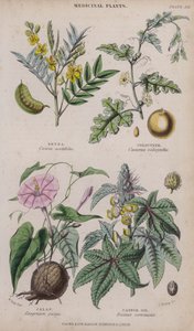 Senna; Colocynth; Jalap; Ricinolja (färgad gravyr)