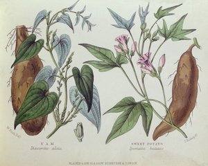 Yam och sötpotatis (färggravyr) av W. Fitch