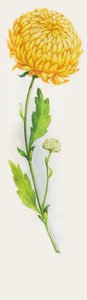 Krysantemum blomma, ritning