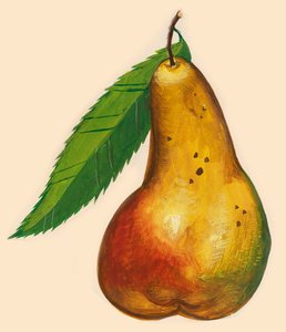 Päron med blad, ritning