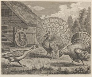 Påfågeln, Turkiet och gåsen
