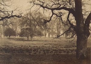 Windsor Park, Deer Feeding, 1850-talet. av W. H. Nicholl