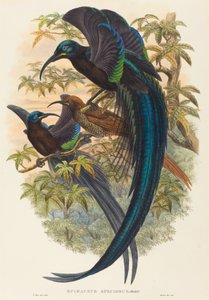 Epimachus speciosus (Sickle-billed Bird of Paradise) av W. Hart