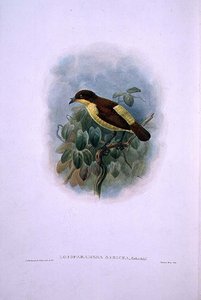 Loboparadisea serica, Waterbilled Bird of Paradise (färg litho) av W. and Keulemans J.G. Hart