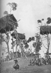 Dobos, trädkojor för ogifta kvinnor i Melanesia, 1902 av W. Lindt