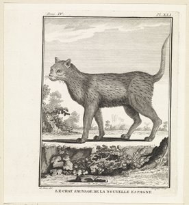 vilda kat The wildcat of new spanien (titel på objekt) av W. Tringham