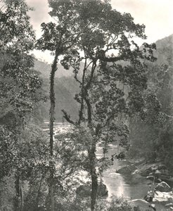 Utsikt över floden Kelani, Kurunegala, Ceylon, 1895. av W and S Ltd