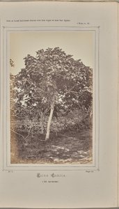 Ficus carica, i Nice (Alpes-Maritimes) av W. de Bray