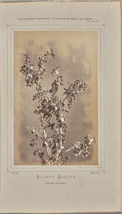Solanum sanctum, cuelli i Èze (Alpes-Maritimes) av W. de Bray