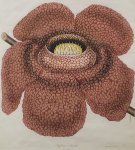 Blomma av Rafflesia arnoldii av Waldell