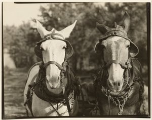 [Två mulor, Hale County, Alabama]